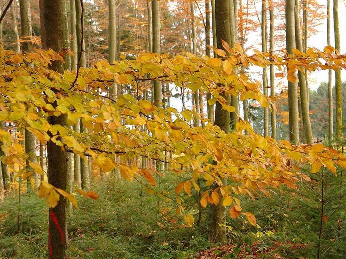Schwarzwaelder Ferienwohnungen Seelbach  Bagian luar foto